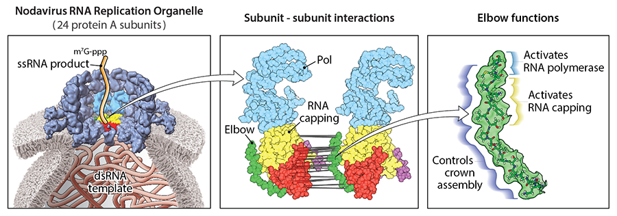 Nodavirus RNA Replication