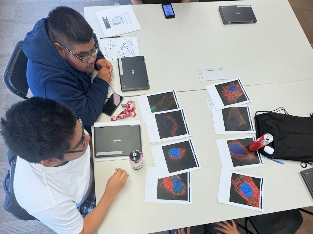 While learning about AI tools for processing microscopy images, students try to organize images in an attempt to 