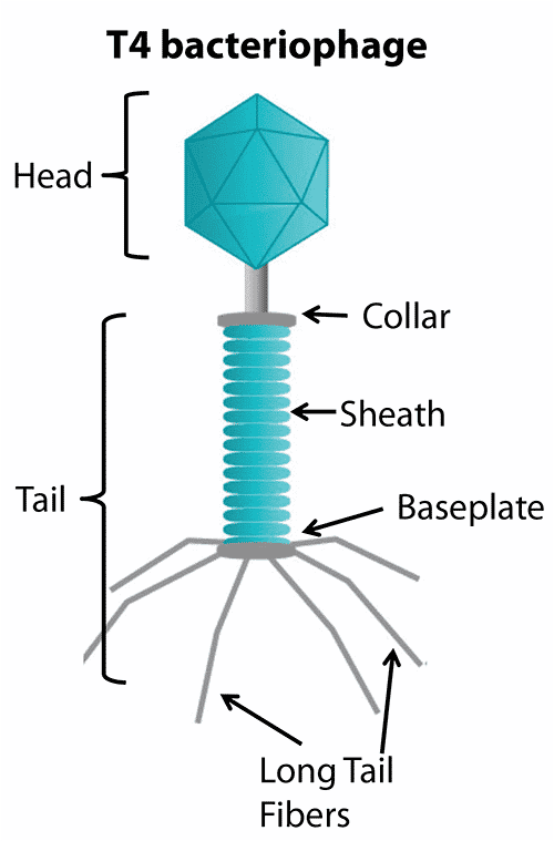 Bacteriophage Fact Sheet Morgridge Institute For Research