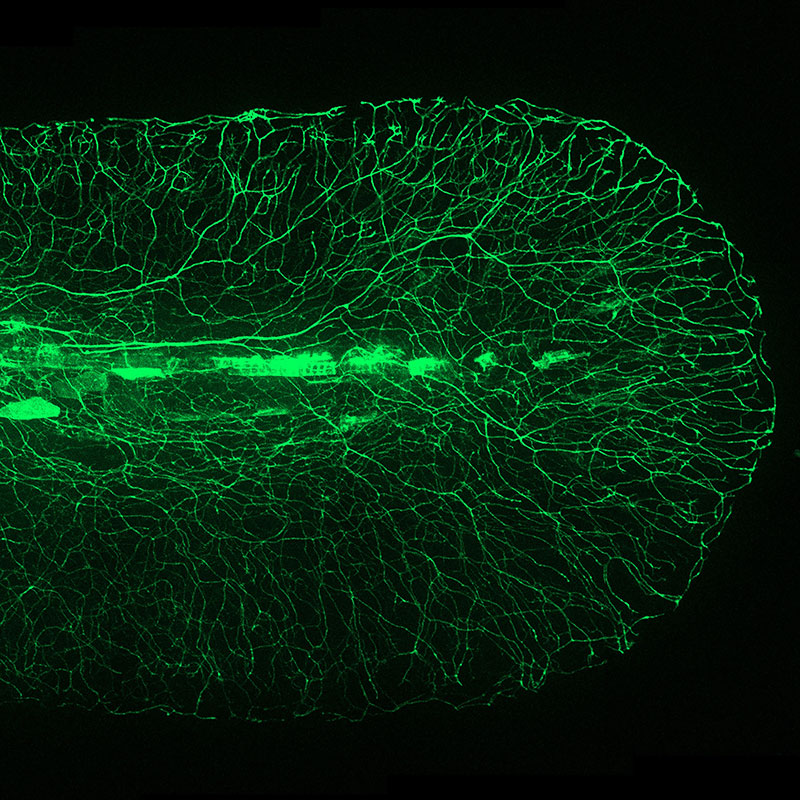 Zebrafish