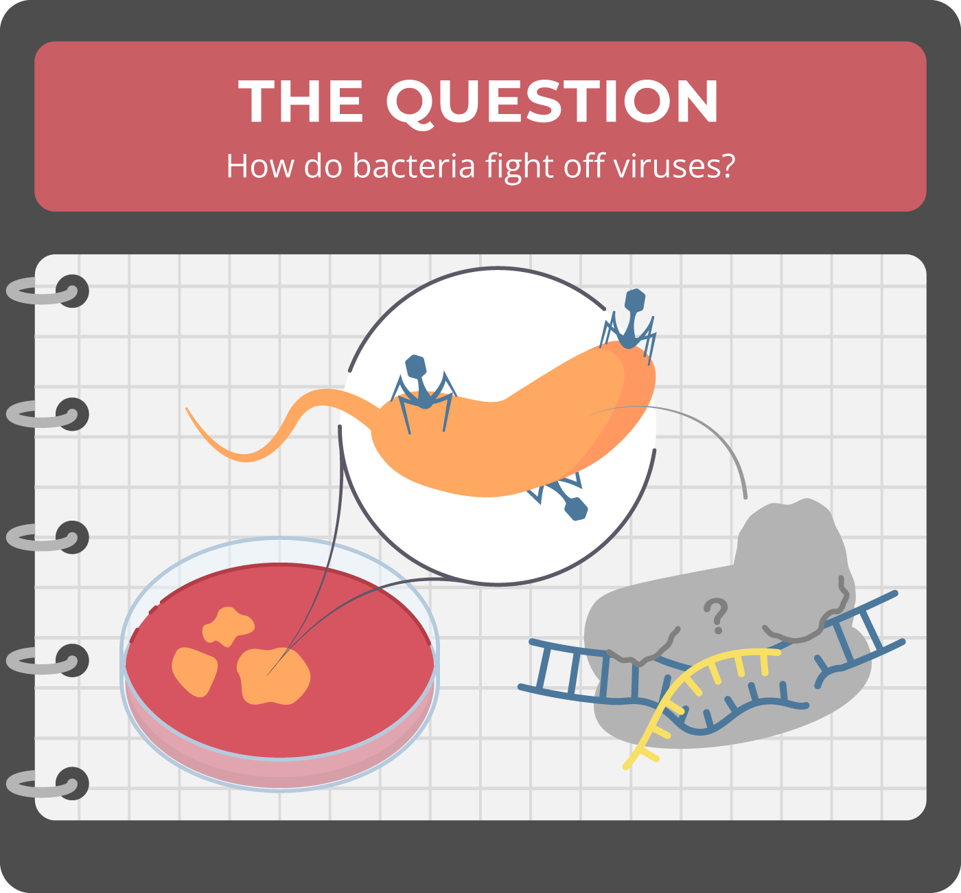 How do bacteria fight off viruses?