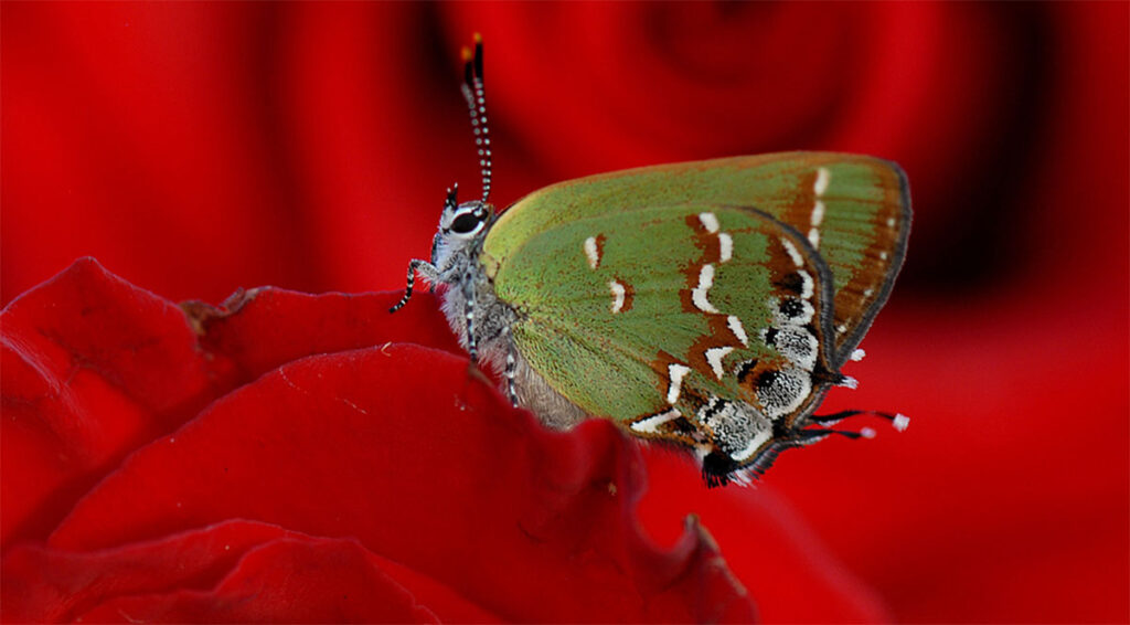 A Juniper hairstreak on a red rose