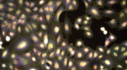 These researchers are making image analysis easy