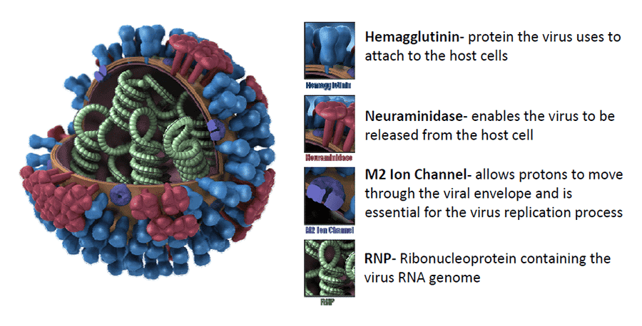 influenza virus diagram for kids