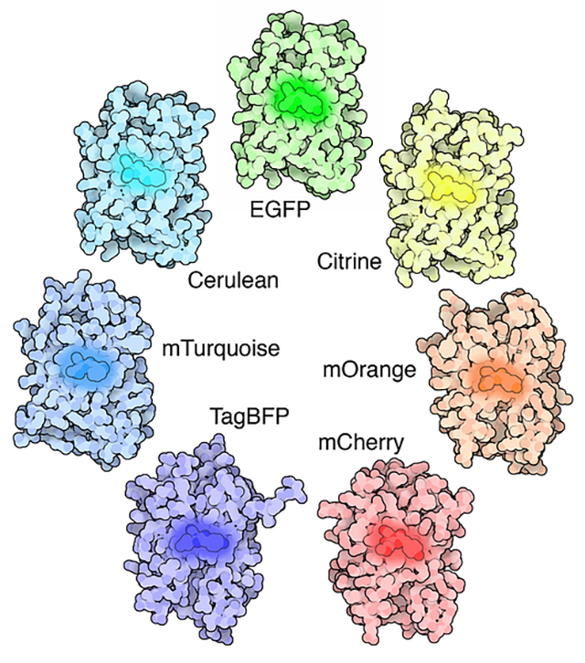 Structures of a variety of fluorescent proteins