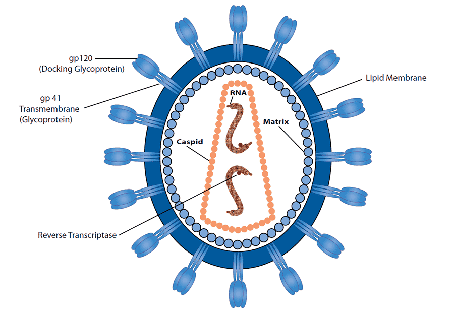 HIV particle