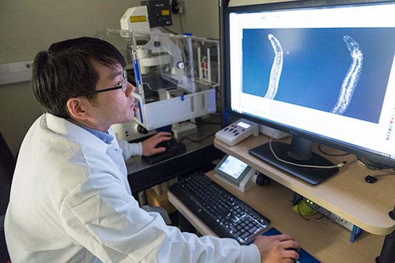 Jayhun Lee, a postdoctoral fellow in the Newmark Lab, looks at the gut of a juvenile schistosome.