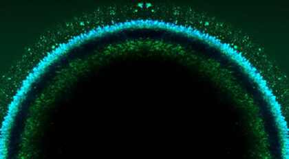 How do fireflies glow? - Morgridge Institute for Research