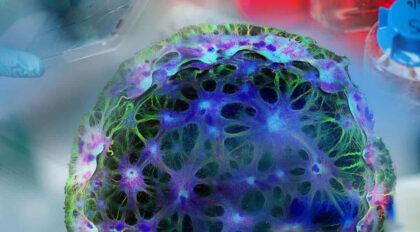 Immortal: An oral history of stem cell discovery