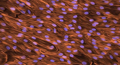 Stem Cells @ 20