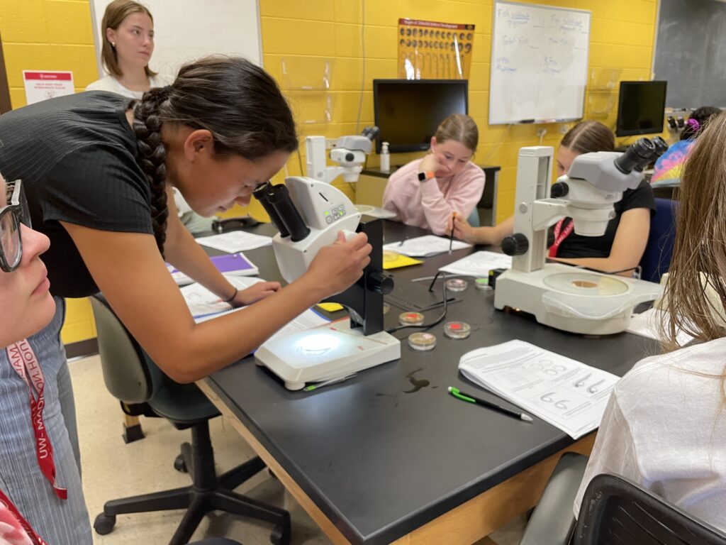 Zebrafish are a common model organism used to study development and gene expression due to their transparent appearance, making the cells and tissues visible under a microscope.