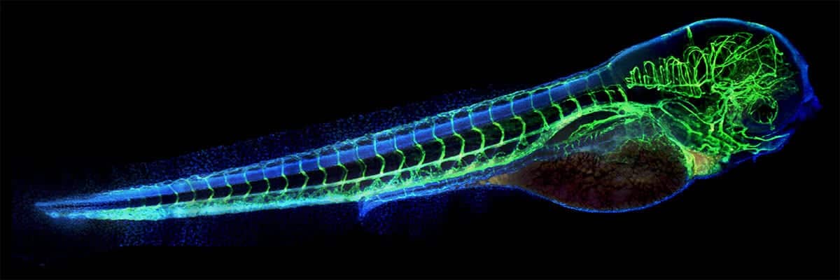 Model organisms: Peculiar creatures, big discoveries – Morgridge